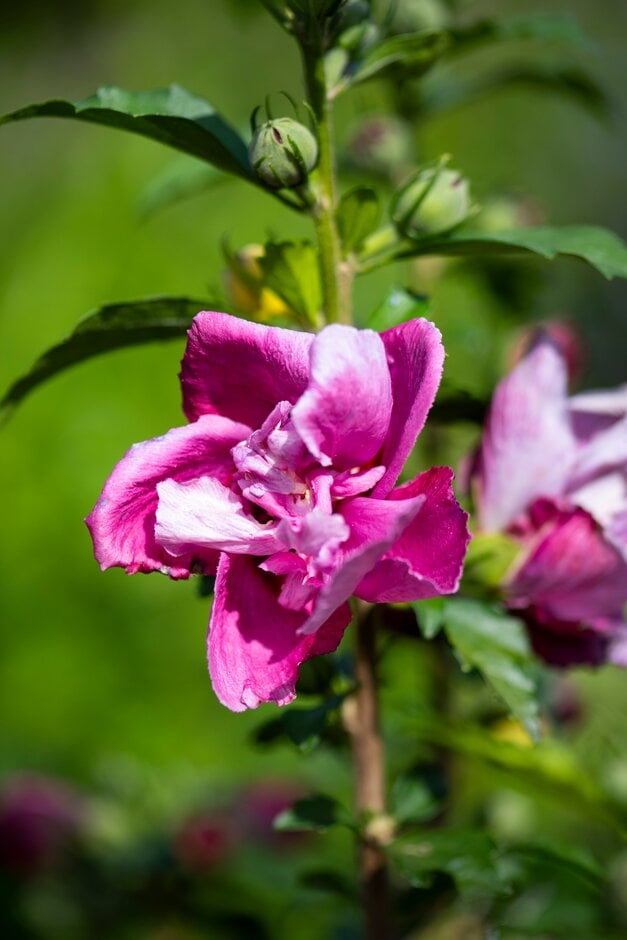 Hibiscus syriacus &Waltraud& | Shrubs/RHS Gardening