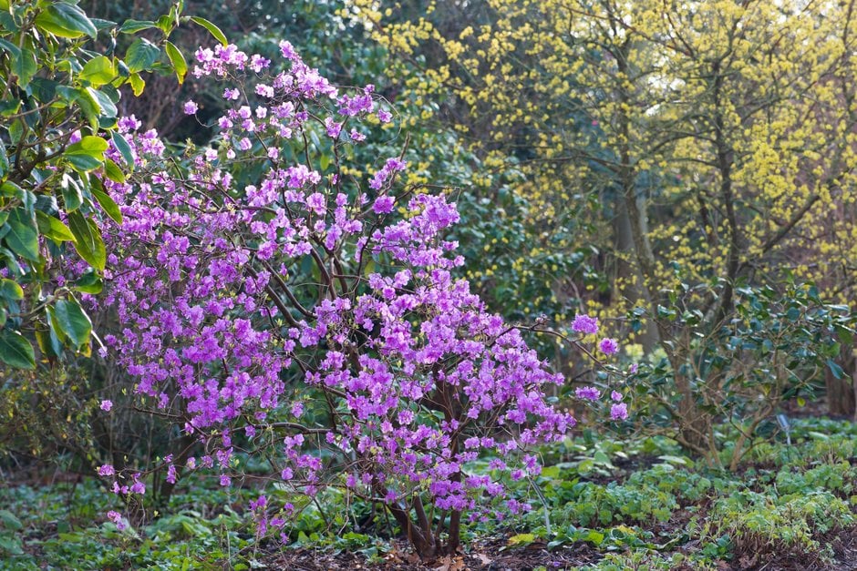 rhododendron 'Mid-winter'