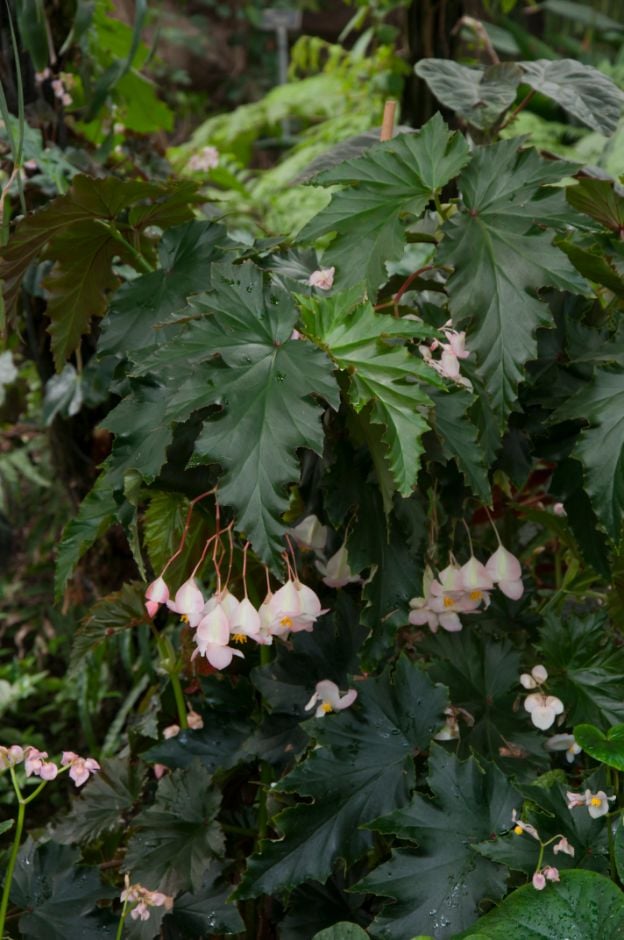 Begonia (Superba Group) 'Irene Nuss' (C) | begonia 'Irene Nuss'/RHS ...