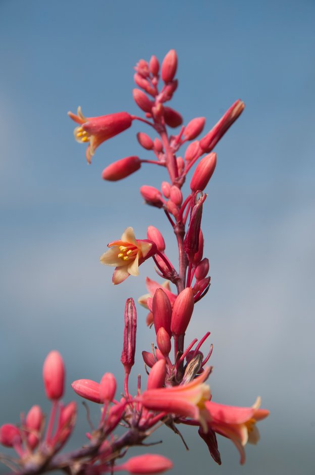 small-flowered hesperaloe
