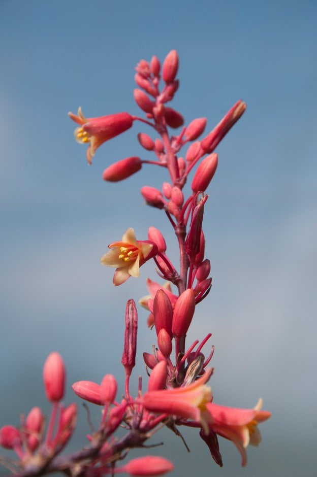 small-flowered hesperaloe