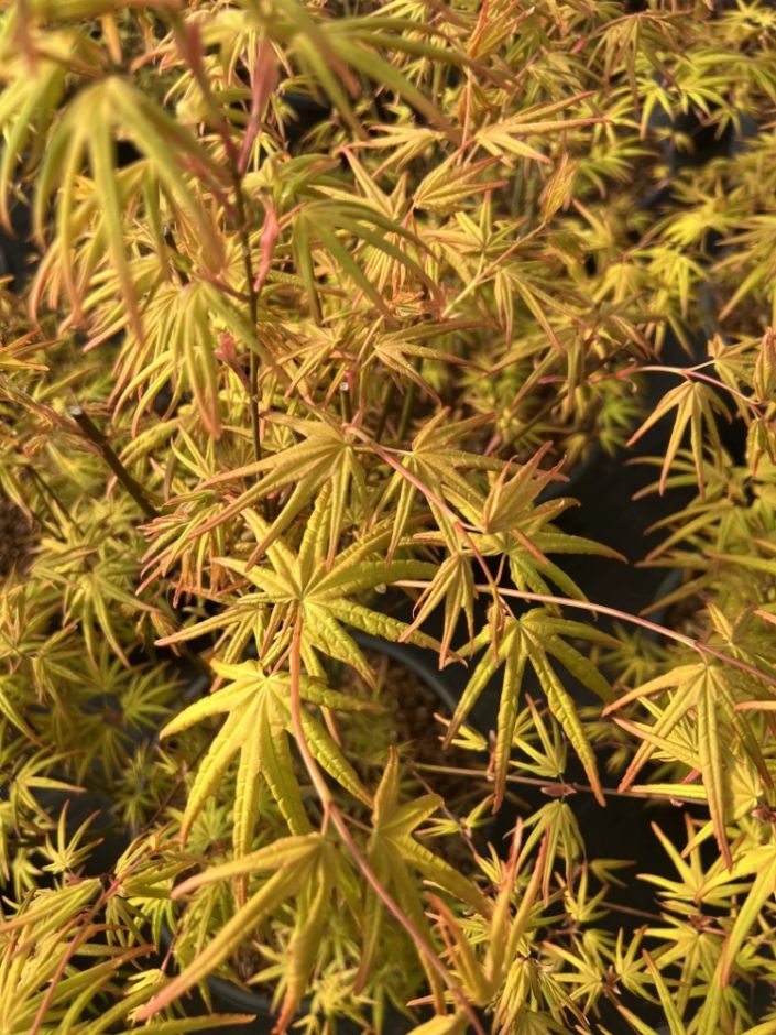 <i>Acer</i> <i>palmatum</i> 'Golden Trompenburg'