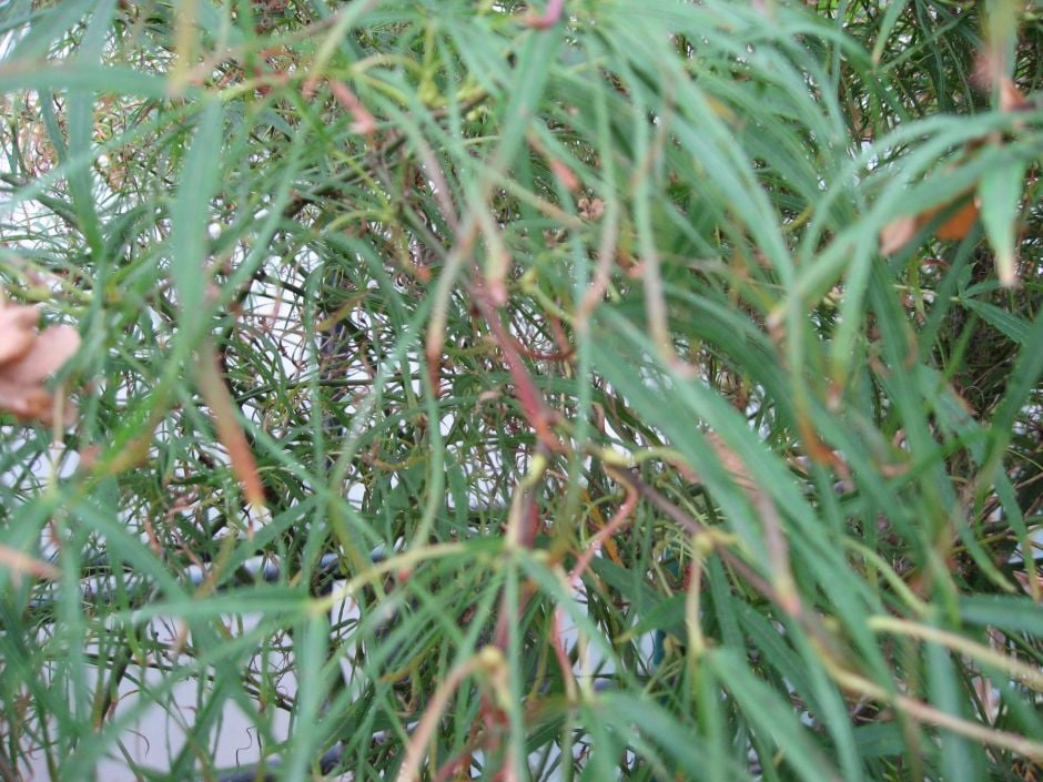 Japanese maple 'Kinshi'