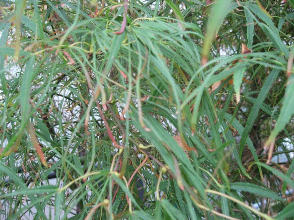 Japanese maple 'Kinshi'
