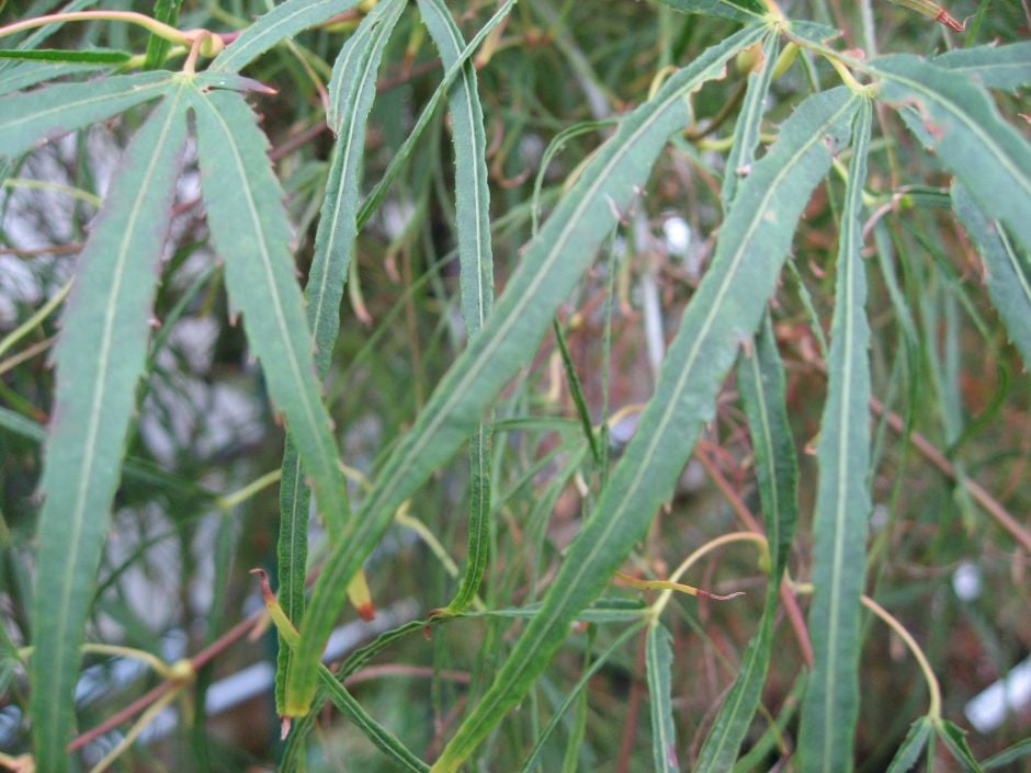 Japanese maple 'Kinshi'