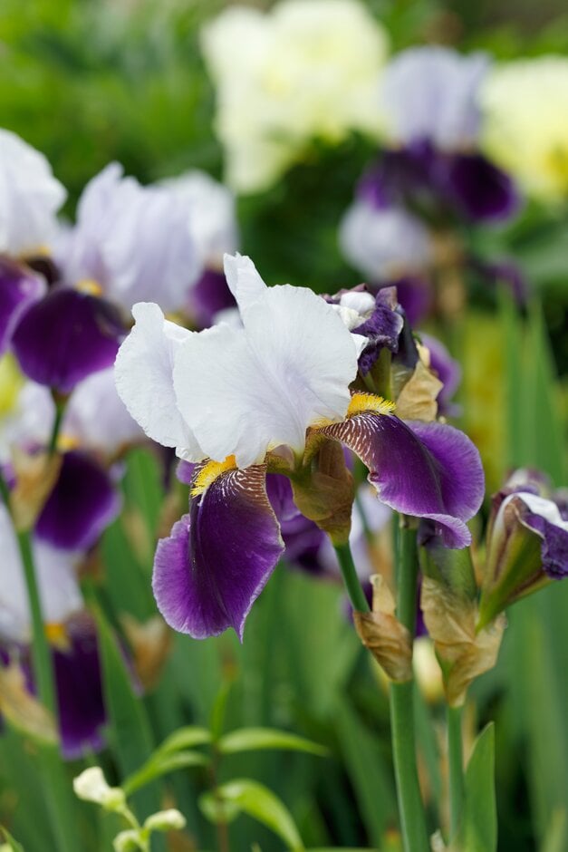 iris 'Braithwaite'