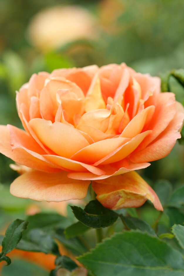 rose [Lady of Shalott]