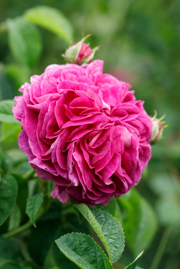 rose 'Charles de Mills'