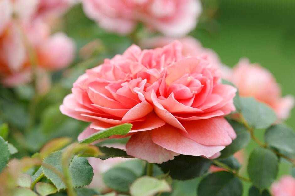 rose [Boscobel]