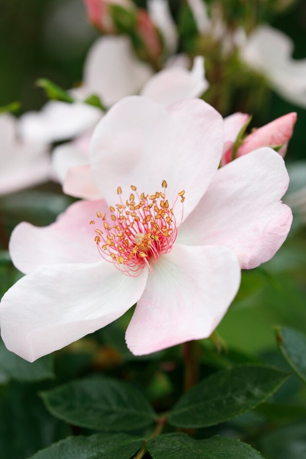 rose [The Charlatan]