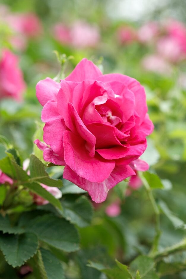 Rosa Wild Edric ('Aushedge'PBR) (Ru) Rosa Wild Edric ('Aushedge'PBR) (Ru)