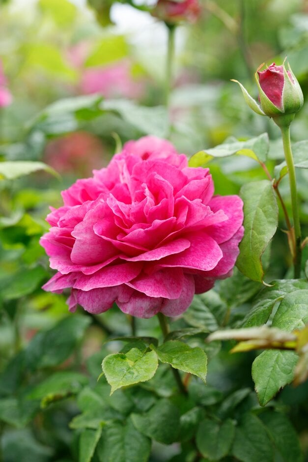 rose [Young Lycidas]