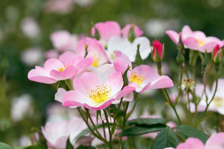 rose [Lyda Rose]