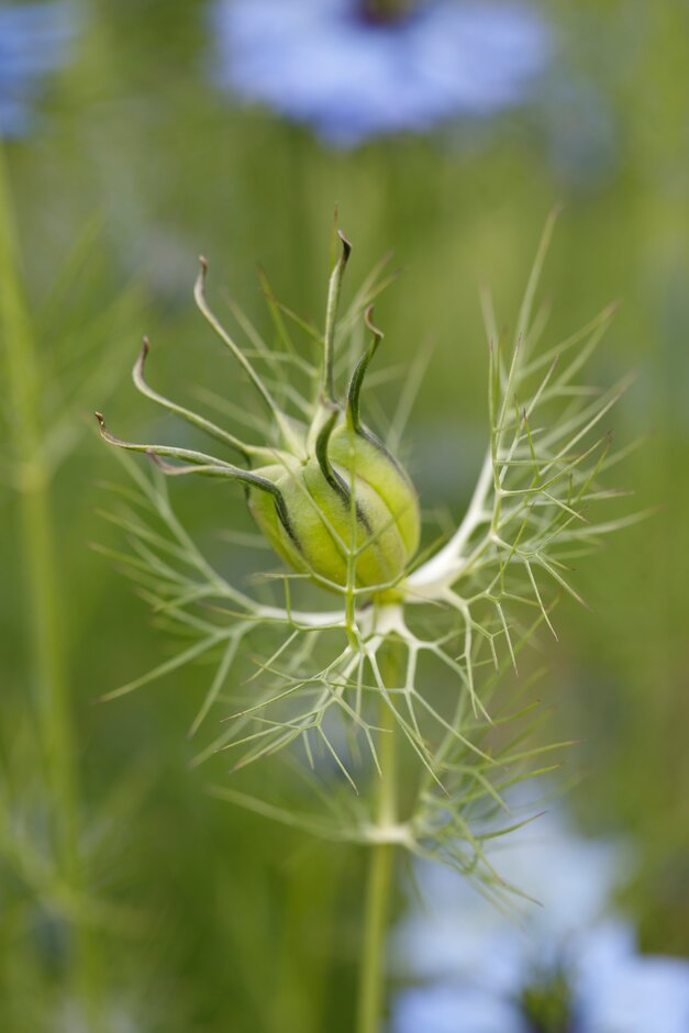 love-in-a-mist 'Miss Jekyll'