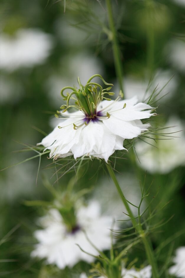 love-in-a-mist 'Albion Black Pod'