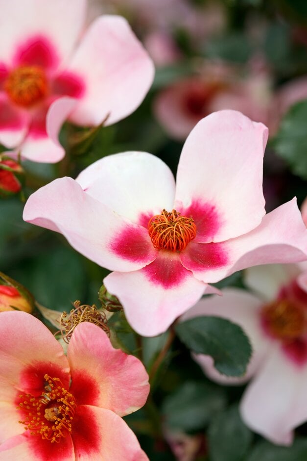 rose [For Your Eyes Only]