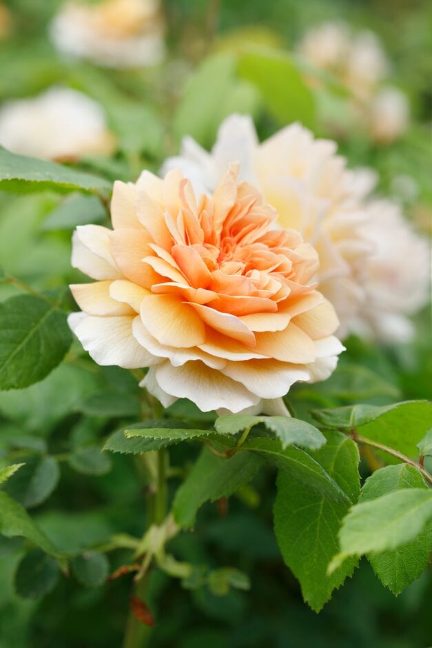 rose [Grace]