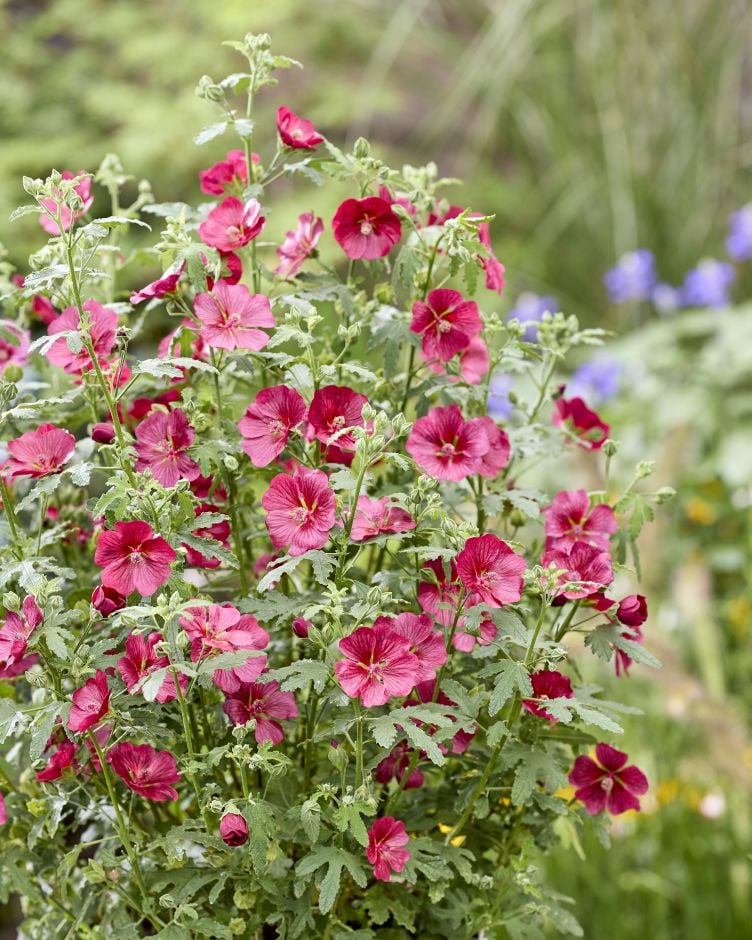 <i>Anisodontea</i> <i>capensis</i> 'Ib201-7'