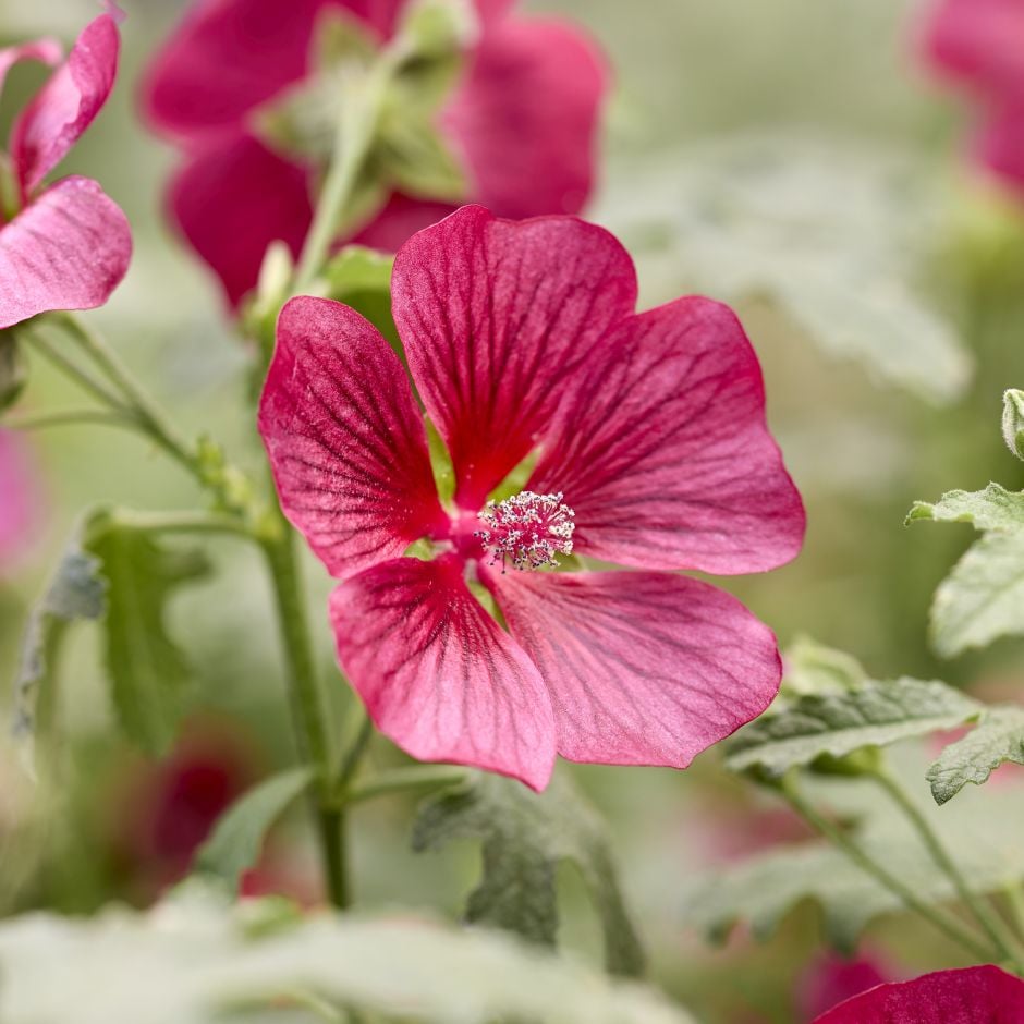<i>Anisodontea</i> <i>capensis</i> 'Ib201-7'