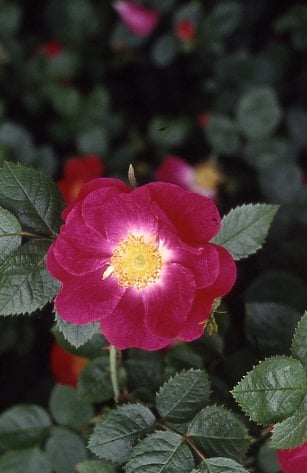 rose 'Anne of Geierstein'
