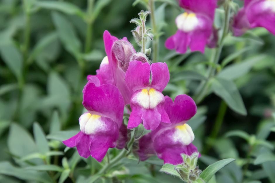 <i>Antirrhinum</i> 'Shiryu Kiss'