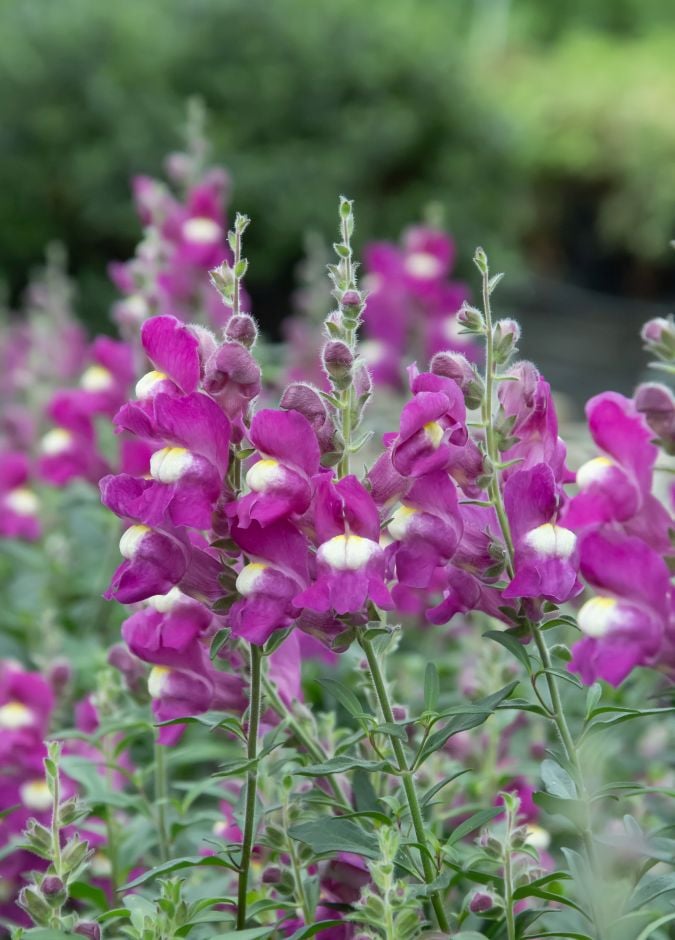 <i>Antirrhinum</i> 'Shiryu Kiss'