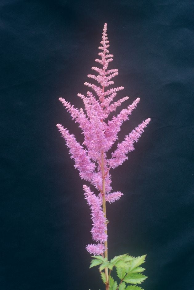 Astilbe &Heart and Soul&PBR | astilbe &Heart and Soul& Bogs/RHS