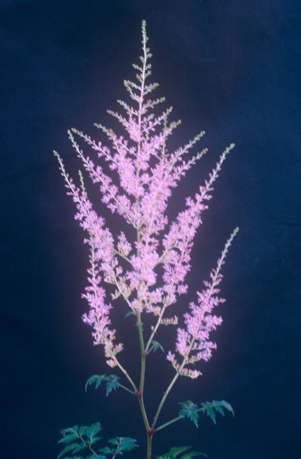 Astilbe &Hennie Graafland& (_simplicifolia_ hybrid) | astilbe &Hennie ...