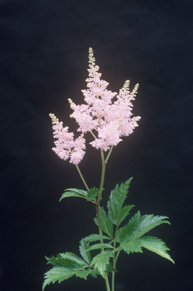 Astilbe &Zuster Theresa& (× _arendsii_) | astilbe &Zuster Theresa& Bogs/RHS