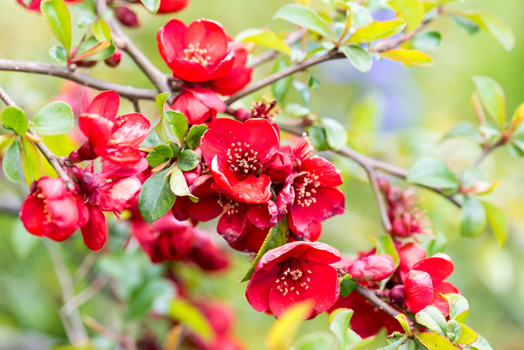 Chaenomeles japonica | Japanese quince Shrubs/RHS Gardening