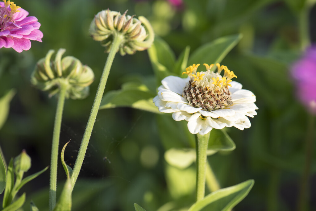 many-flowered zinnia