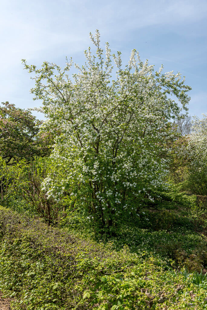 <i>Exochorda</i> <i>racemosa</i> wilsonii