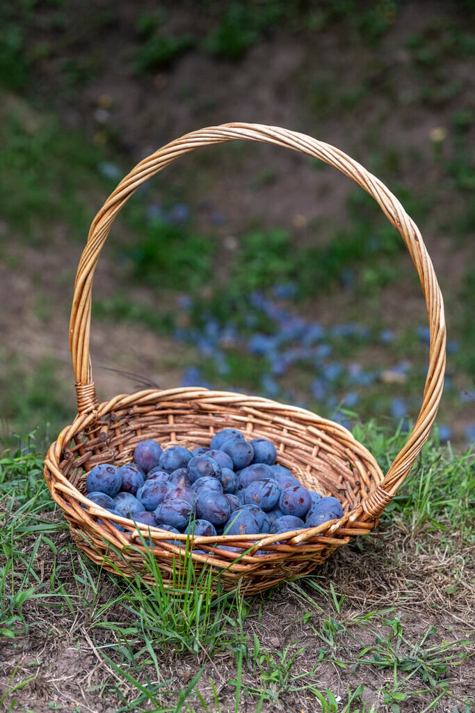 plum 'Stanley'