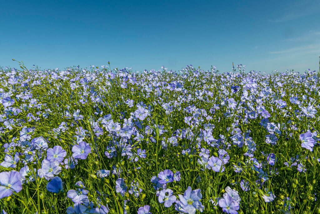 common flax
