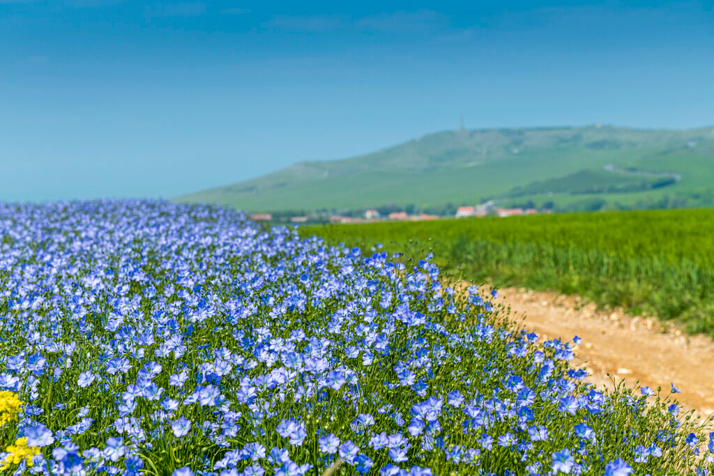 common flax