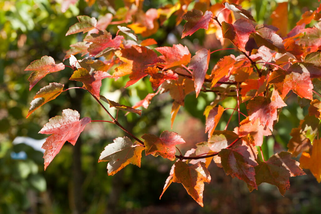 red maple 'Pete's Fairview'