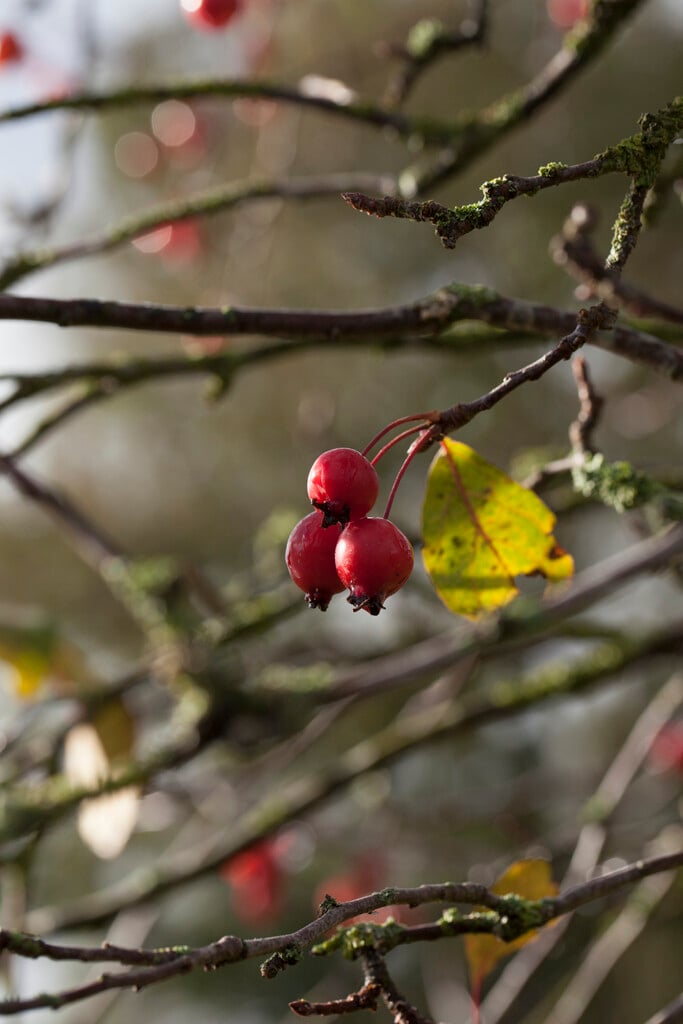 crab apple 'Red Jade'