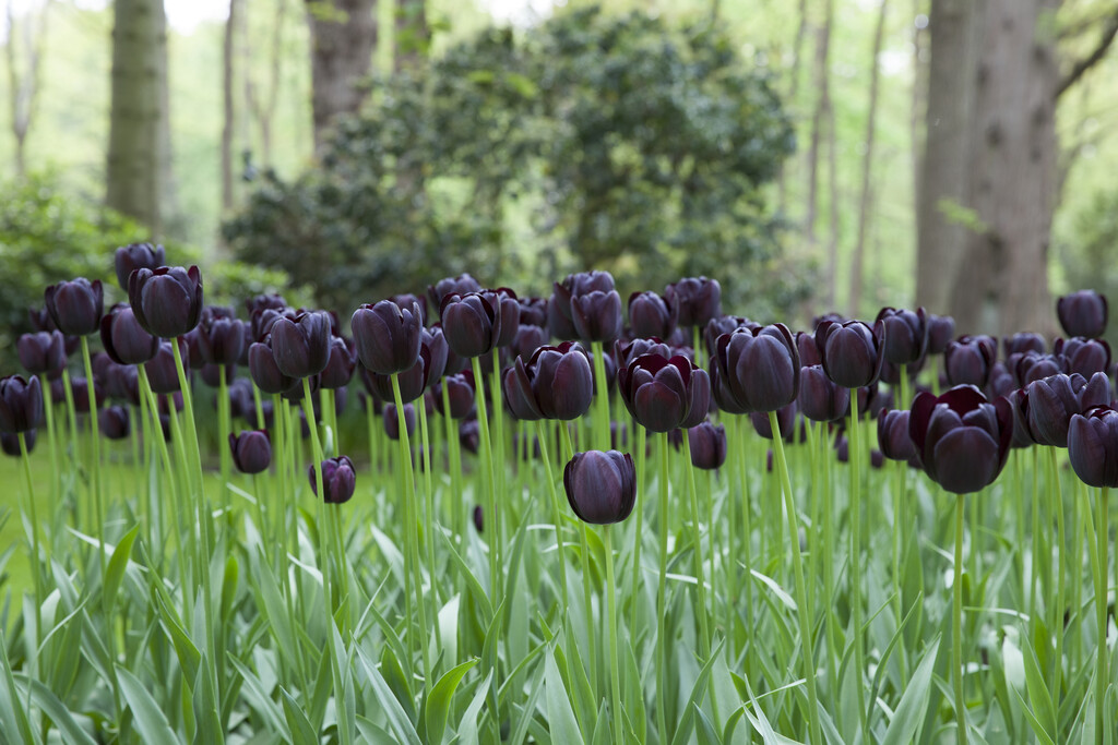 tulip 'Queen of Night'