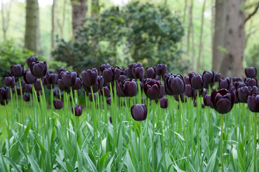 tulip 'Queen of Night'