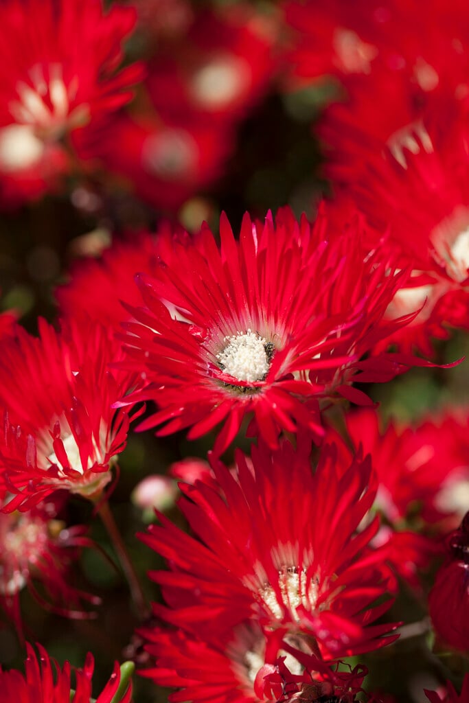 <i>Drosanthemum</i> <i>speciosum</i>