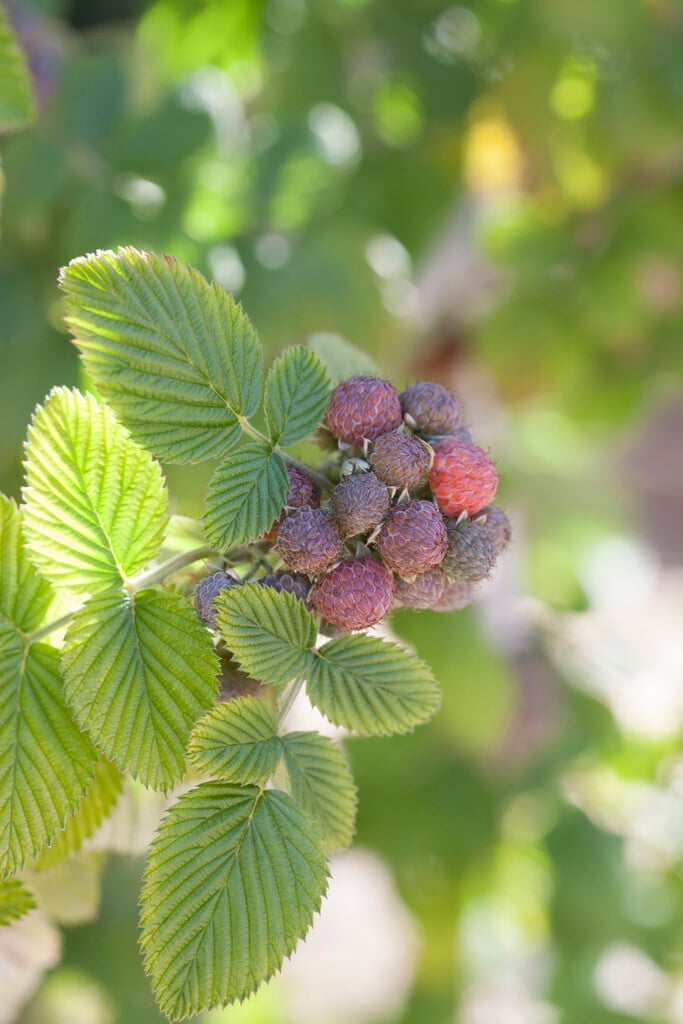 Mysore raspberry