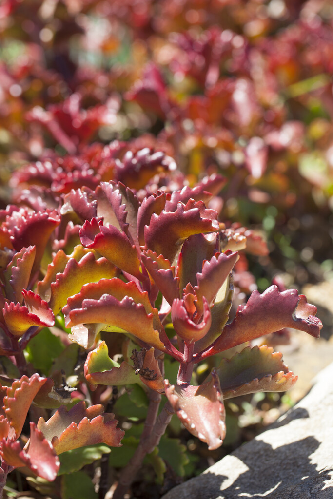 <i>Kalanchoe</i> <i>sexangularis</i>