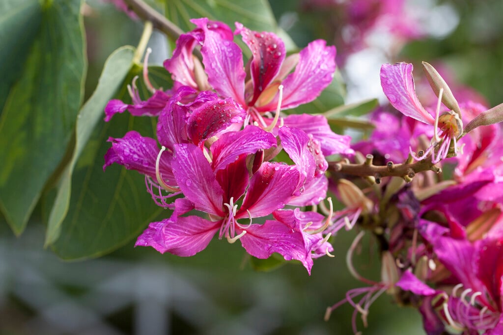Hong Kong orchid tree