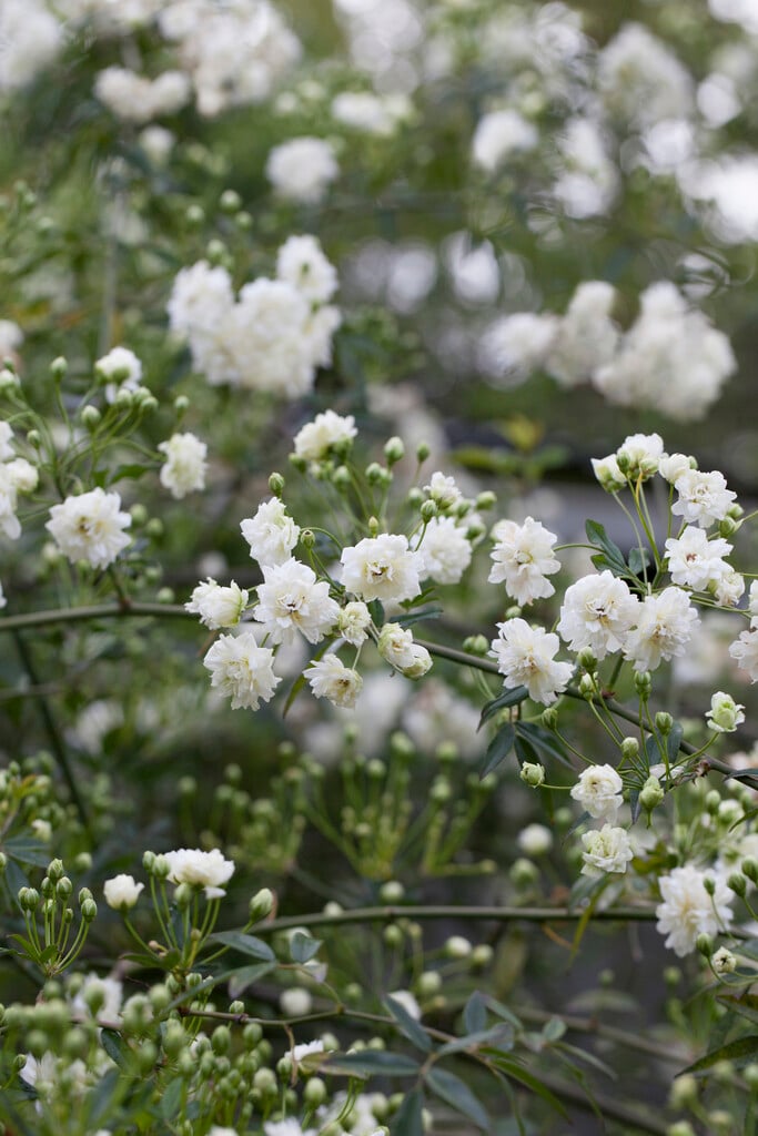 Banksia rose