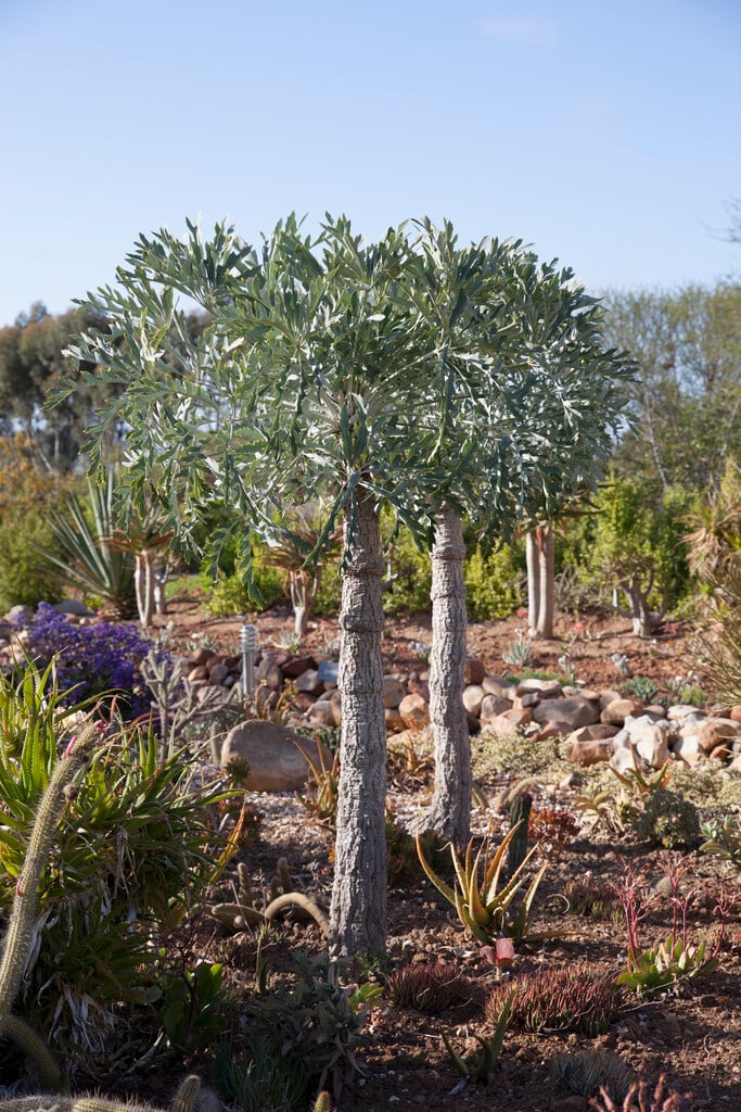 mountain cabbage tree