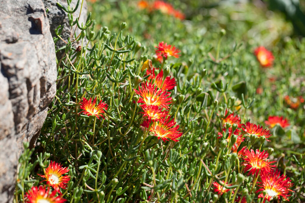 <i>Drosanthemum</i> <i>speciosum</i>