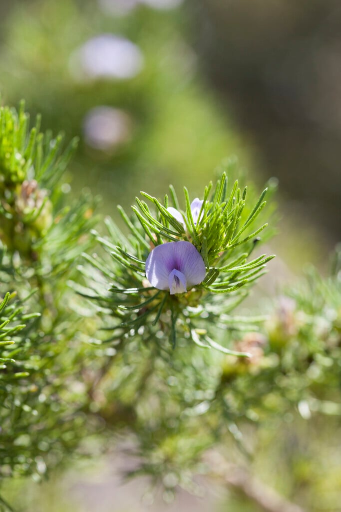 blue pea