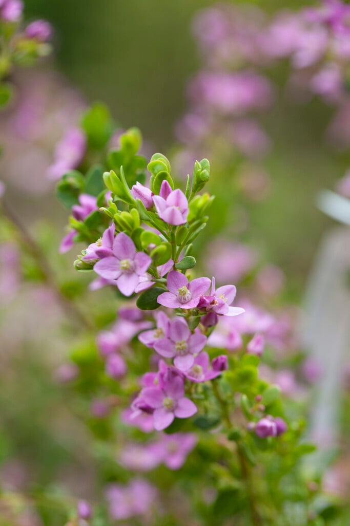 <i>Boronia</i> <i>crenulata</i>