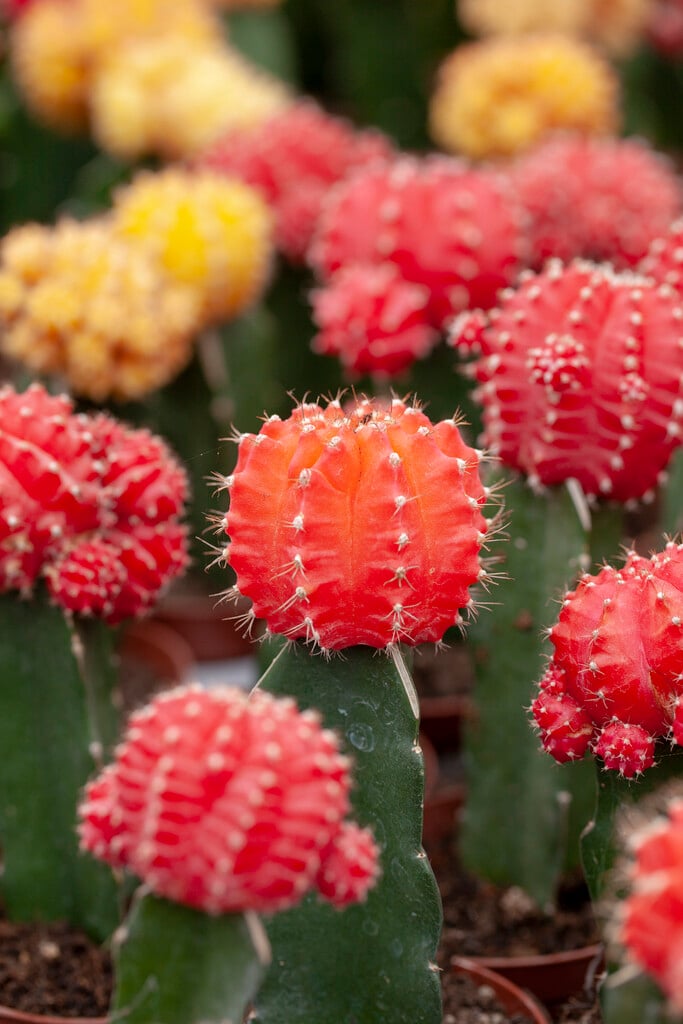 <i>Gymnocalycium</i> <i>mihanovichii</i>