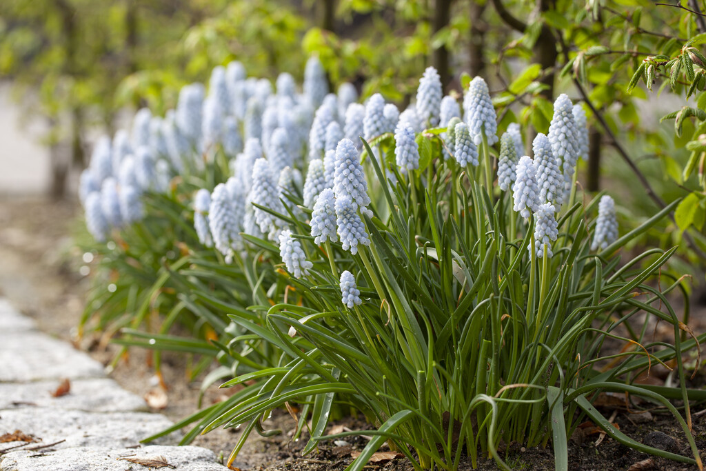 grape hyacinth 'Jenny Robinson'